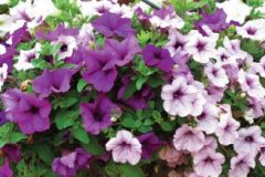 Surfinia Plum Perfection