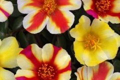 Color Blast Swizzle Mix