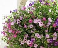 Torenia Purple Reign