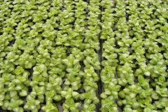 Lamium 51 Strip