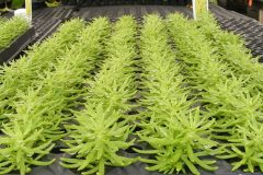 Lemon Ball Sedum Split 51